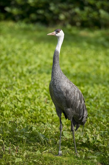 Hooded Crane (Grus monacha)