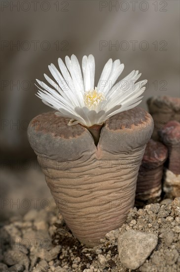 Blooming Lithops hallii