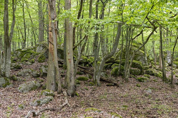 Forest and rocks