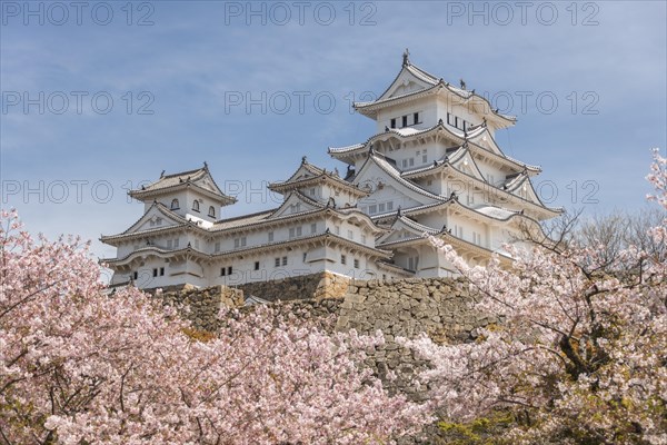 Blossoming cherry trees