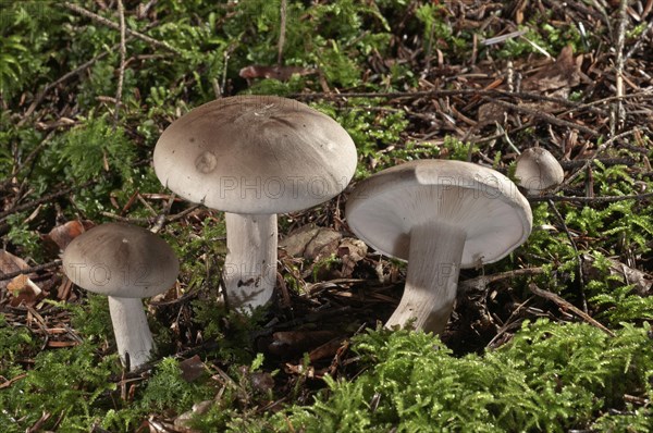 Clouded agaric (Lepista nebularis) Untergroeningen