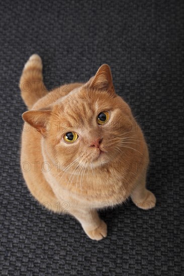 Ginger British Shorthair cat