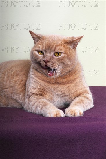Ginger British Shorthair