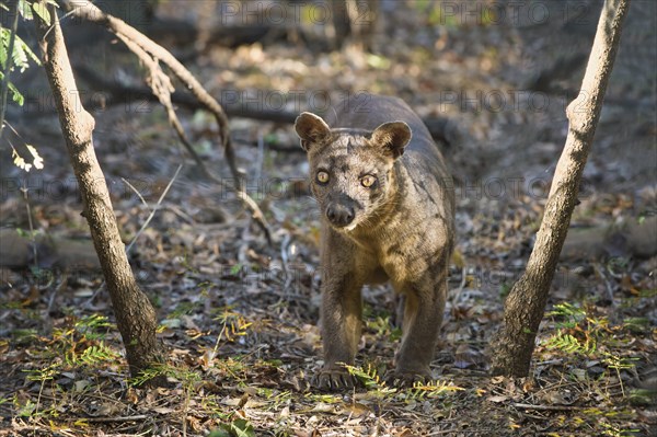 Fossa (Cryptoprocta ferox)