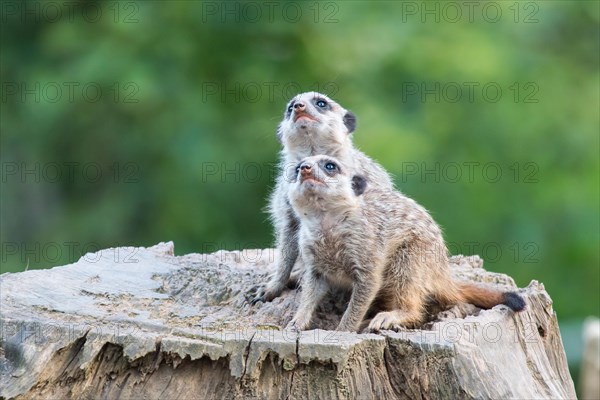 Two Meerkats (Suricata suricatta)