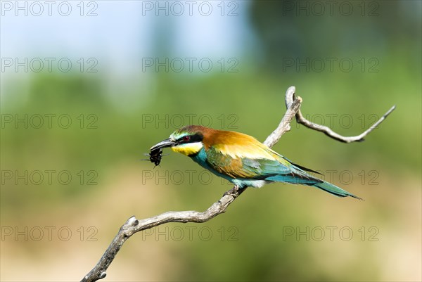 Bee-eater (Merops apiaster) sits on branch with prey