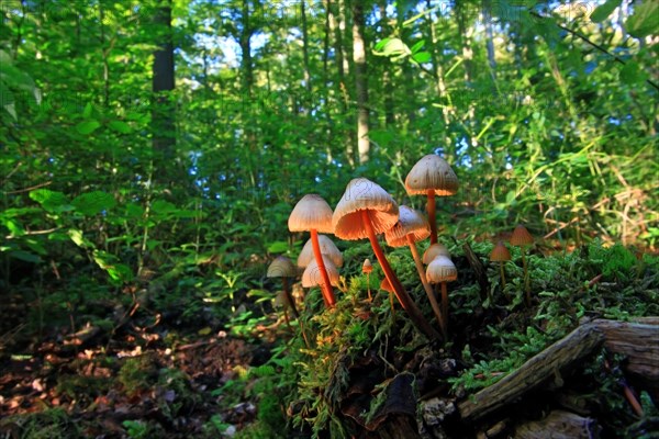 Common bonnet