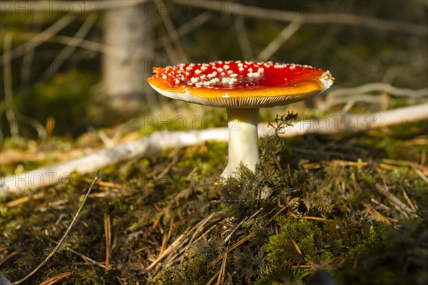 Fly agaric (Amanita muscaria)