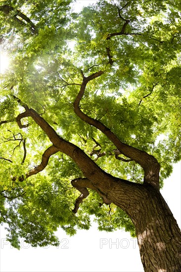 Japanese Pagoda Tree (Styphnolobium japonicum)