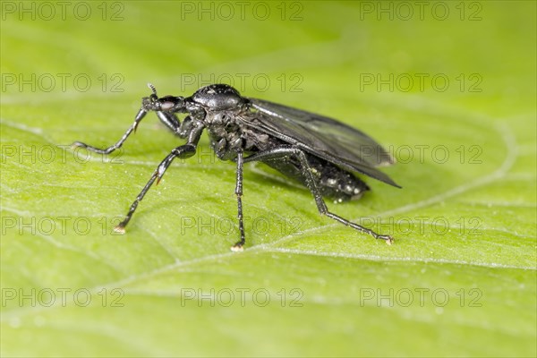 St Mark's Fly (Bibio marci)