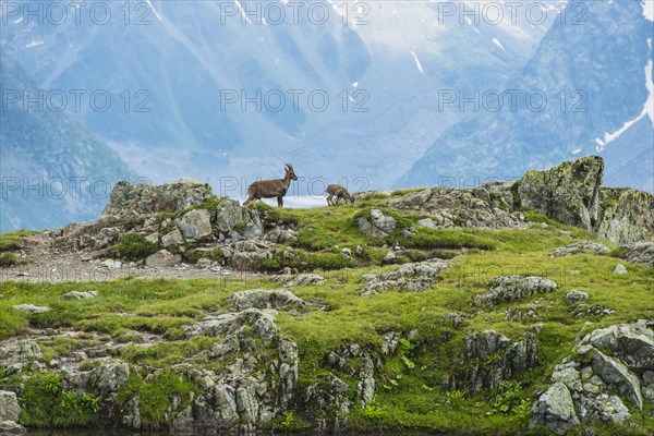 Alpine Ibex (Capra ibex) and young on rocks