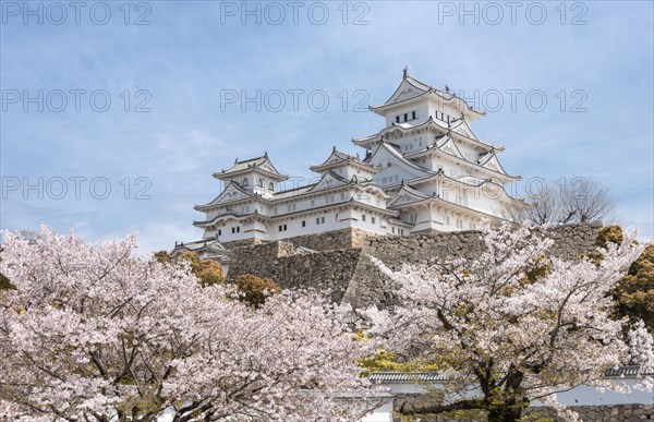 Blossoming cherry trees