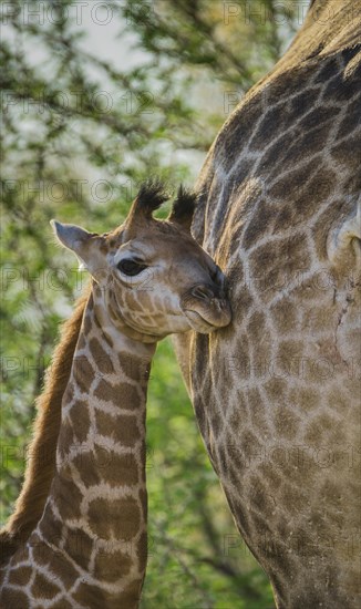Angolan Giraffe (Giraffa camelopardalis angolensis)