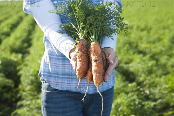 Woman harvesting carrots in a field
