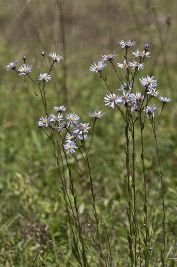 European Michaelmas Daisy (Aster amellus)