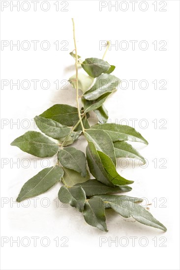 Curry leaves