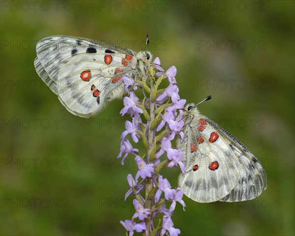 Apollo Butterflies (Parnassius apollo)
