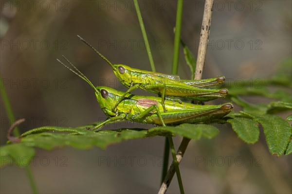 Small Gold Grasshopper (Euthystira brachyptera