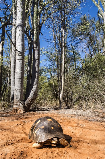 Radiated Tortoise (Astrochelys radiata)