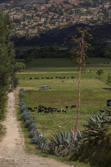 Pastures with a cactus fence