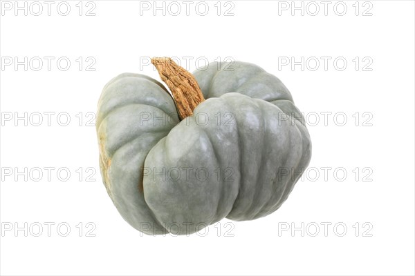 Squash