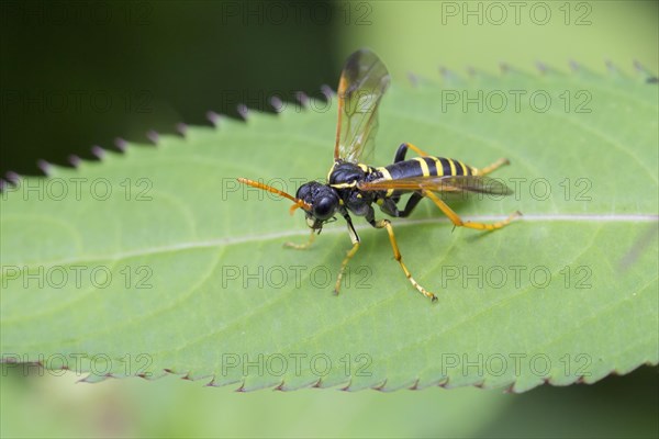 Figwort Sawfly (Tenthredo scrophulariae)