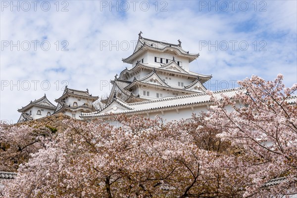 Blossoming cherry trees
