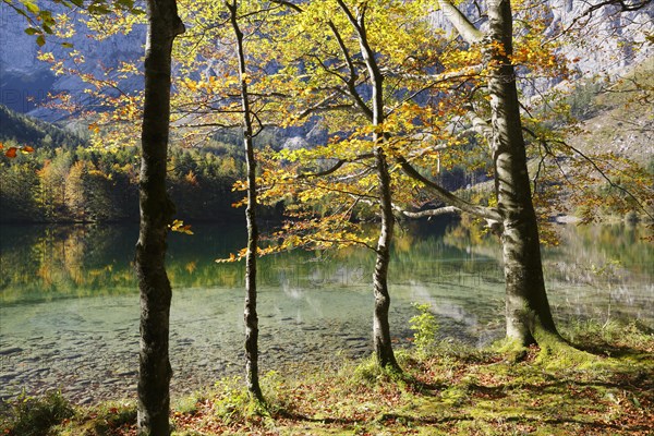 European Beeches (Fagus sylvatica) on lake Hinterer Langbathsee in autumn