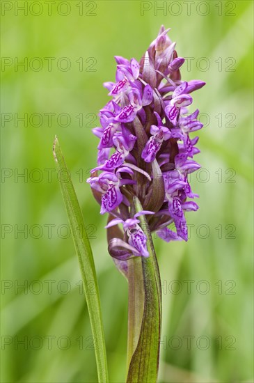 Early Marsh Orchid