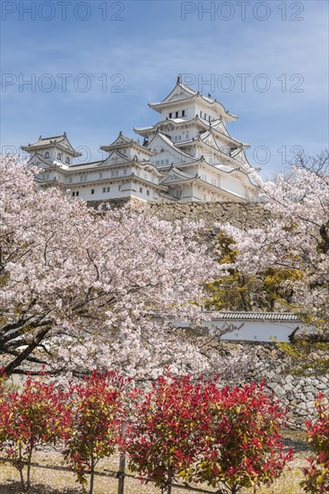 Blossoming cherry trees