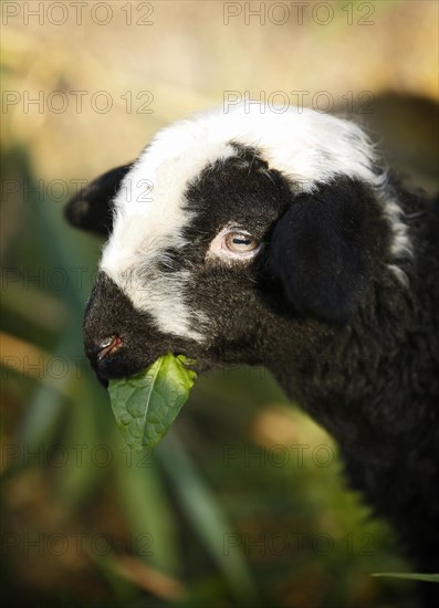 Black and white lamb eating