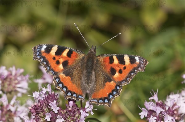 Small Tortoiseshell (Aglais urticae)