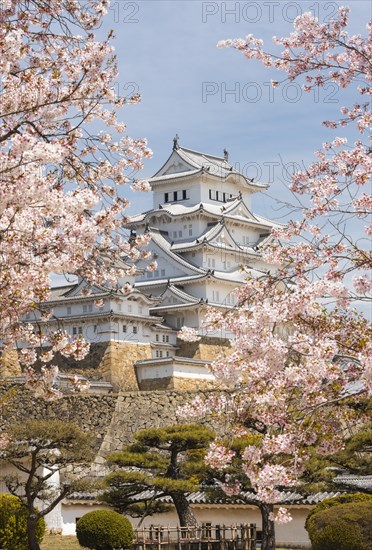 Blossoming cherry trees