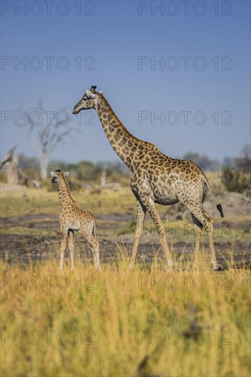 Angolan Giraffes (Giraffa camelopardalis angolensis)