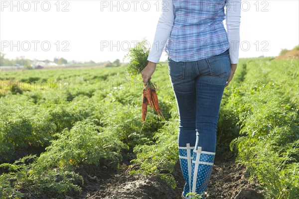Woman harvesting carrots in a field