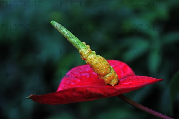 Anthurium (Anthurium)