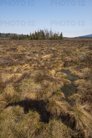 Grosses Torfhausmoor