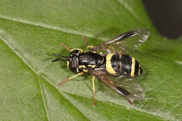 Hoverfly species (Chrysotoxum bicinctum)