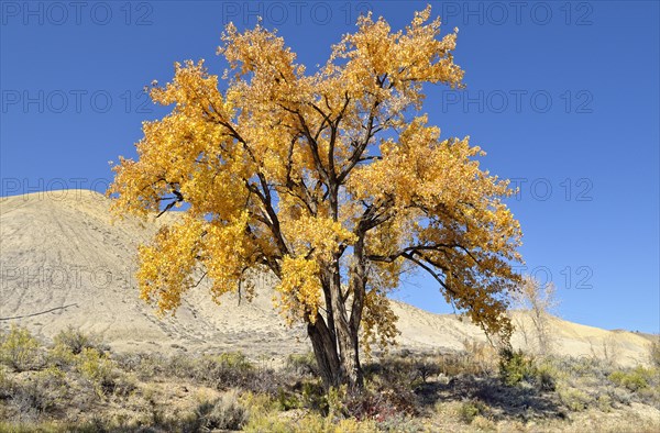 Fremont cottonwood (Populus fremontii)