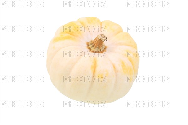 Baby Boo gourd