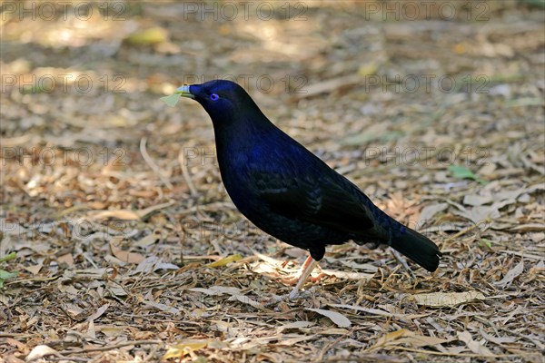 Satin bowerbird (Ptilonorhynchus violaceus)