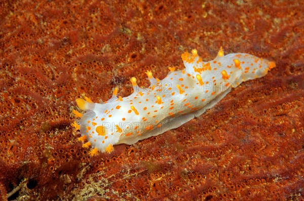 Sea Clown Triopha (Triopha catalinae)