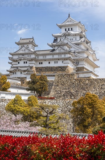 Blossoming cherry trees