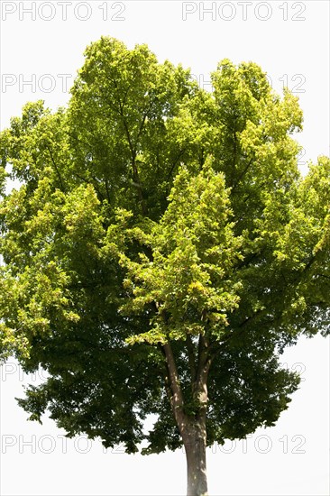 Small-leaved Lime (Tilia cordata)