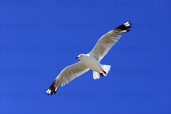 Silver Gull (Larus novaehollandiae)