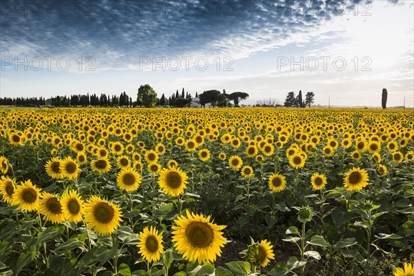 Sunflower field with pine trees and cypress trees
