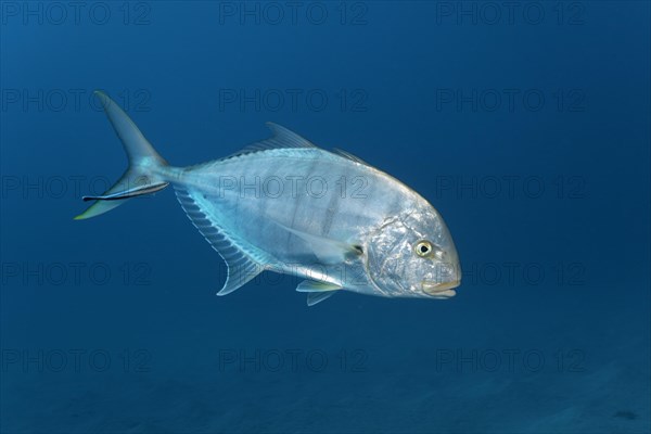 Blue trevally (Carangoides ferdau)