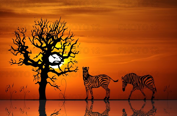 Zebras