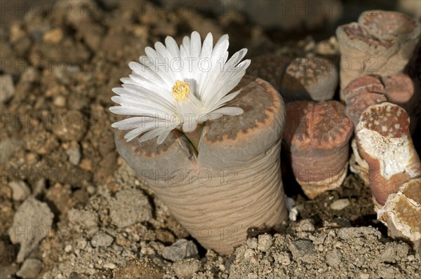 Blooming Lithops hallii