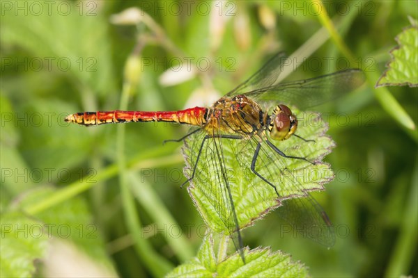 Ruddy Darter (Sympetrum sanguineum)